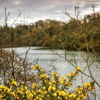 Buy canvas prints of Yellow Gorse, Bosherston, Pembrokeshire, Wales, UK by Mark Llewellyn