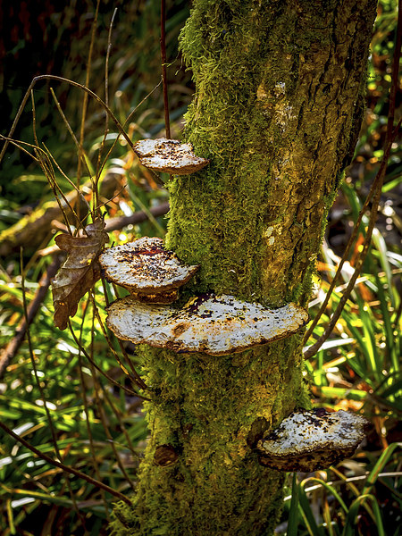 Tree Funghi Picture Board by Mark Llewellyn