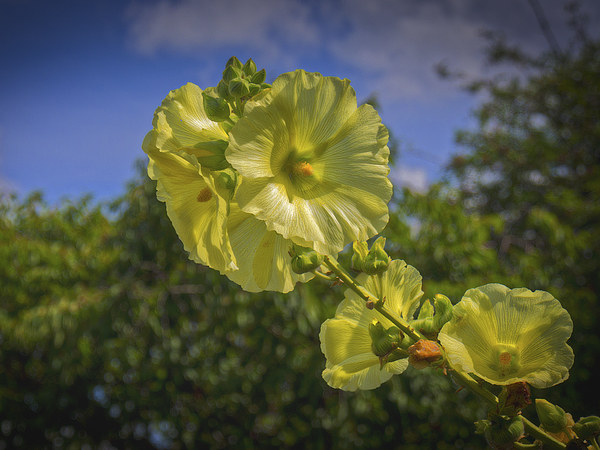 Yellow Hollyhock Picture Board by Mark Llewellyn