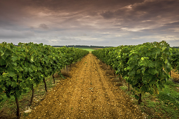 Cognac Vineyard, Cognac, France Picture Board by Mark Llewellyn