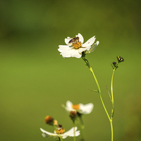 Buy canvas prints of Busy Bee by Mark Llewellyn