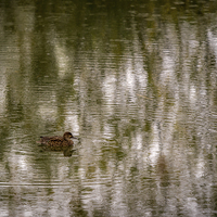 Buy canvas prints of Swimming in the Rain by Mark Llewellyn