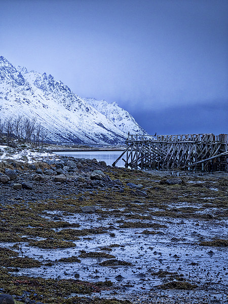 Arctic Jetty, Lofoten, Norway Picture Board by Mark Llewellyn