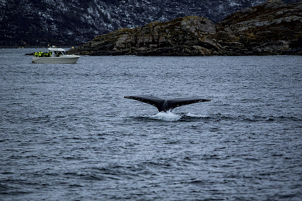 Humpback Whale Diving, Norway Picture Board by Mark Llewellyn