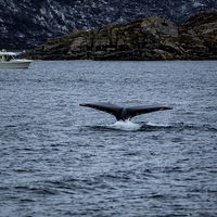 Buy canvas prints of Humpback Whale Diving, Norway by Mark Llewellyn