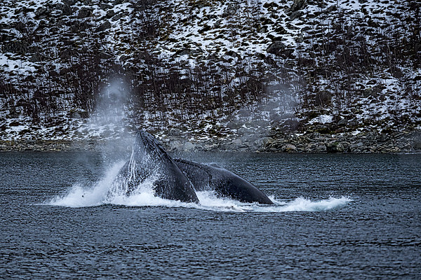 Humpback Whales, Norway Picture Board by Mark Llewellyn