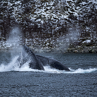 Buy canvas prints of Humpback Whales, Norway by Mark Llewellyn