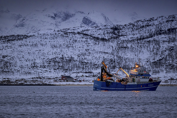 Fishing in a Fjord, Tromso, Norway Picture Board by Mark Llewellyn