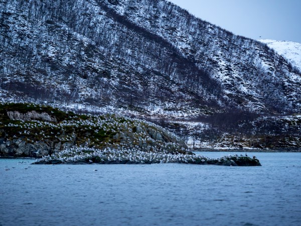 Seabird Island, Lofoten, Norway Picture Board by Mark Llewellyn