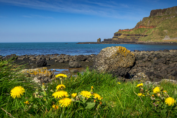 Giants Causeway, Northern Ireland Picture Board by Mark Llewellyn
