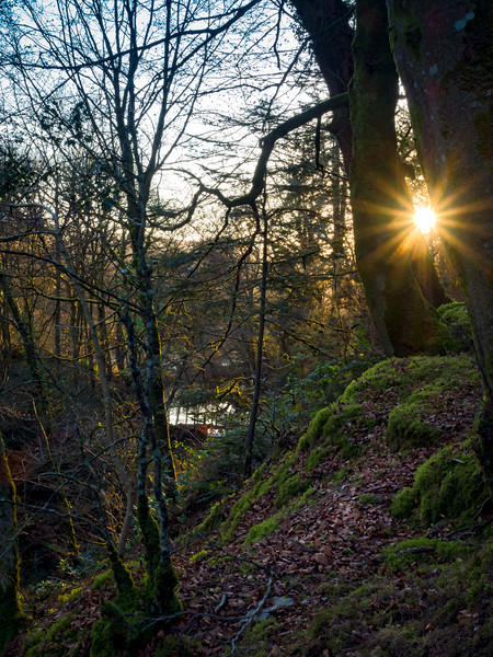 Fynnone Woods, Pembrokeshire, Wales, UK Picture Board by Mark Llewellyn