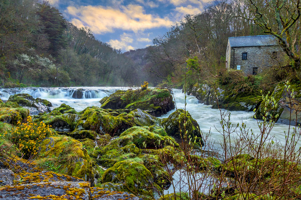 Cenarth Mill and Falls, Ceredigion, Wales, UK Picture Board by Mark Llewellyn