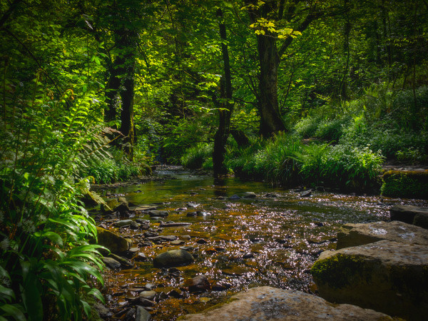 Aberfforest Stream and Glen, Pembrokeshire, Wales, Picture Board by Mark Llewellyn