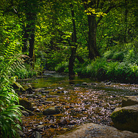 Buy canvas prints of Aberfforest Stream and Glen, Pembrokeshire, Wales, by Mark Llewellyn
