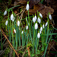 Buy canvas prints of Snowdrops by Mark Llewellyn