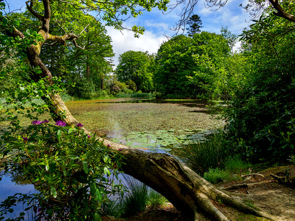 Lily Pond, Wales, UK Picture Board by Mark Llewellyn