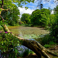 Buy canvas prints of Lily Pond, Wales, UK by Mark Llewellyn