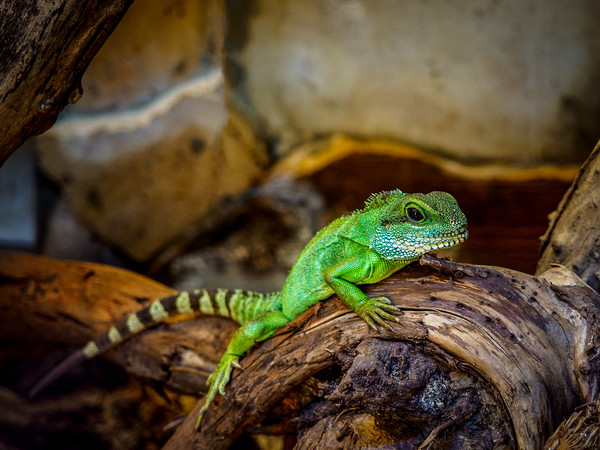 Green Chameleon Picture Board by Mark Llewellyn