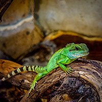 Buy canvas prints of Green Chameleon by Mark Llewellyn