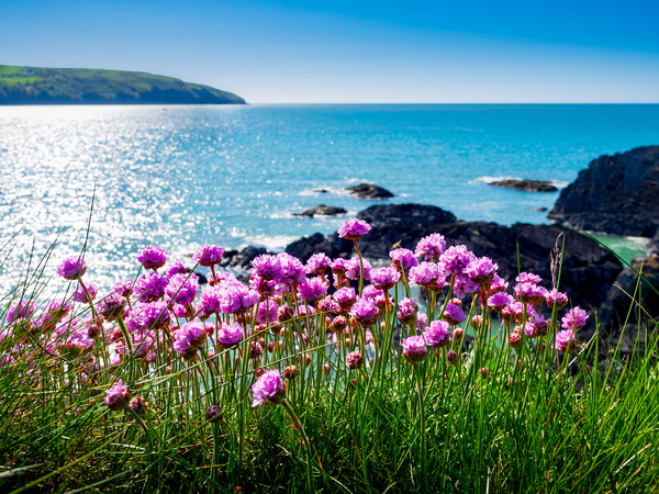 Sea Pinks, Cardigan Bay, Pembrokeshire, Wales, UK Picture Board by Mark Llewellyn