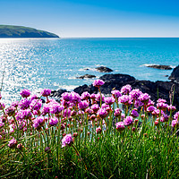 Buy canvas prints of Sea Pinks, Cardigan Bay, Pembrokeshire, Wales, UK by Mark Llewellyn
