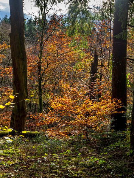 Ffynnone Woods, Pembrokeshire, Wales, UK Picture Board by Mark Llewellyn