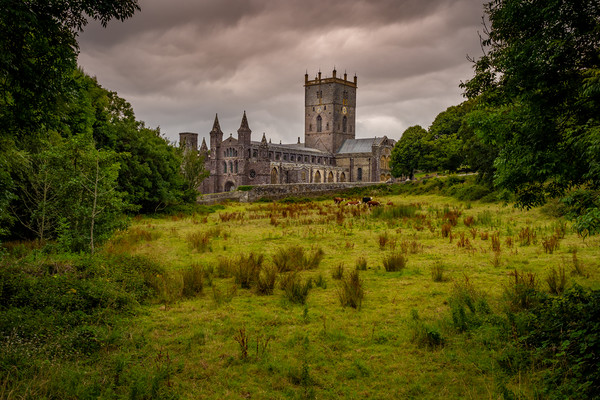 St Davids Cathedral, Pembrokeshire, Wales, UK Picture Board by Mark Llewellyn