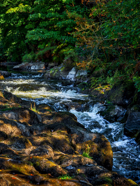 Cenarth Falls, Carmarthenshire, Wales, UK Picture Board by Mark Llewellyn