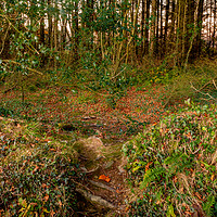 Buy canvas prints of Badger Woods, Pembrokeshire, Wales, UK by Mark Llewellyn