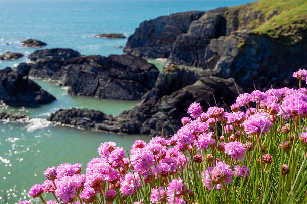 Sea Pinks, Ceredigion, Wales, UK Picture Board by Mark Llewellyn