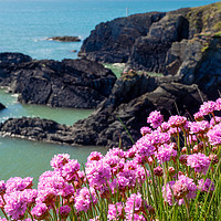 Buy canvas prints of Sea Pinks, Ceredigion, Wales, UK by Mark Llewellyn