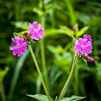 Buy canvas prints of Red Campion by Mark Llewellyn