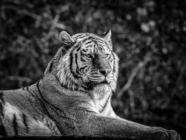 Amur Tiger Picture Board by Mark Llewellyn