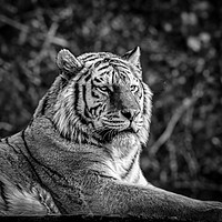 Buy canvas prints of Amur Tiger by Mark Llewellyn