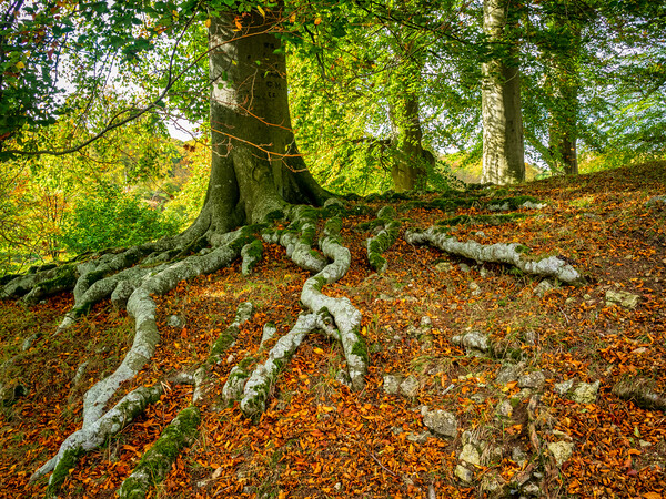 Tree Roots Picture Board by Mark Llewellyn