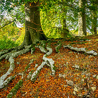 Buy canvas prints of Tree Roots by Mark Llewellyn