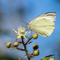 Buy canvas prints of Small White Butterfly by Mark Llewellyn
