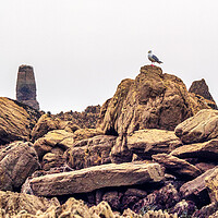 Buy canvas prints of Seagull on the Rocks, Cornwall, England, UK by Mark Llewellyn