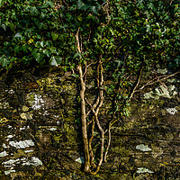 Buy canvas prints of Creeper Growing on Wall by Mark Llewellyn