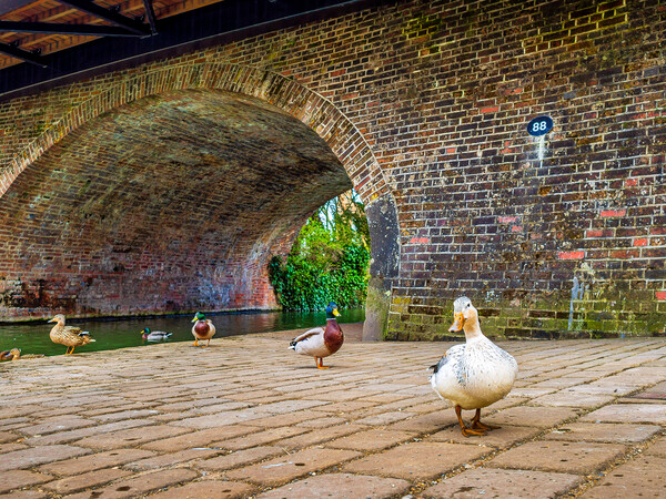 Ducks at Hungerford, Berkshire, England, UK Picture Board by Mark Llewellyn