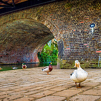 Buy canvas prints of Ducks at Hungerford, Berkshire, England, UK by Mark Llewellyn
