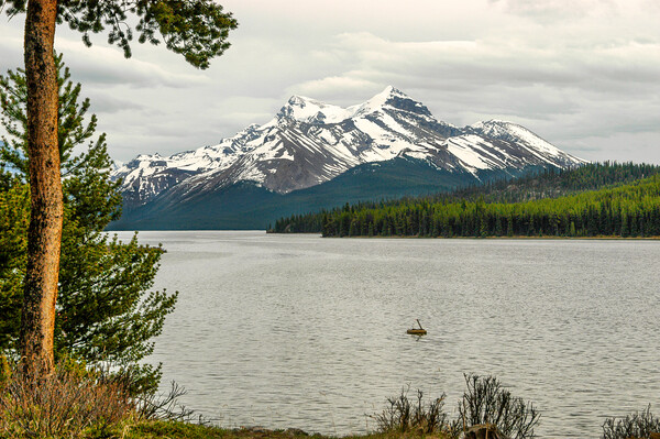 Maligne Lake, Canada Picture Board by Mark Llewellyn
