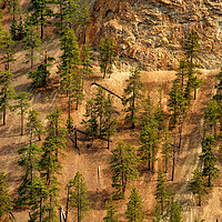 Buy canvas prints of Fallen Trees, Thompson Canyon, Canada by Mark Llewellyn