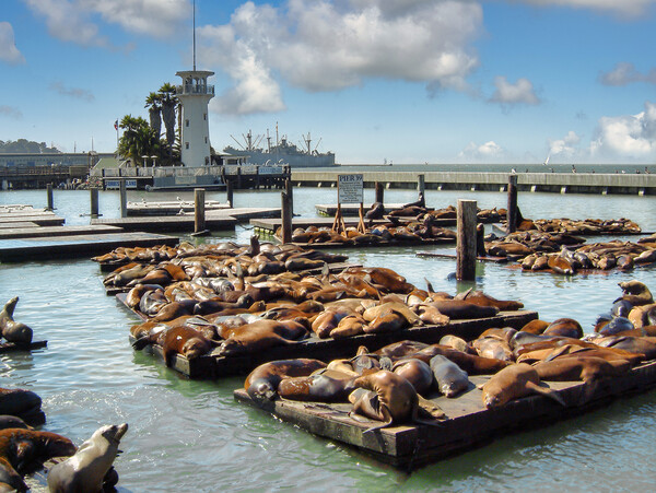 Sealions, California Picture Board by Mark Llewellyn