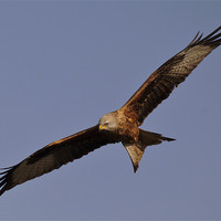 Buy canvas prints of Red Kite in Flight by Simon West