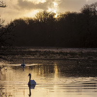 Buy canvas prints of Carew swan lake by Simon West