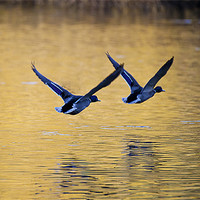 Buy canvas prints of Mallard Ducks in flight by Simon West