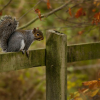 Buy canvas prints of Autumn Squirrel by Simon West
