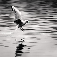 Buy canvas prints of Seagull landing on lake by Simon West