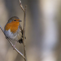 Buy canvas prints of Robin Red Breast by Simon West